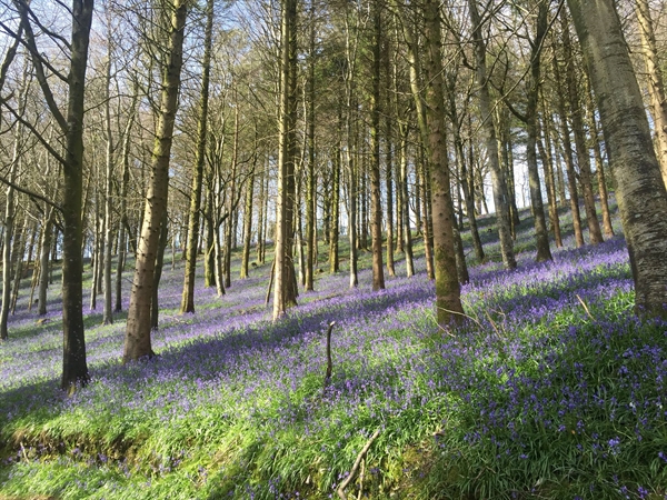 In and out of the dusty bluebells