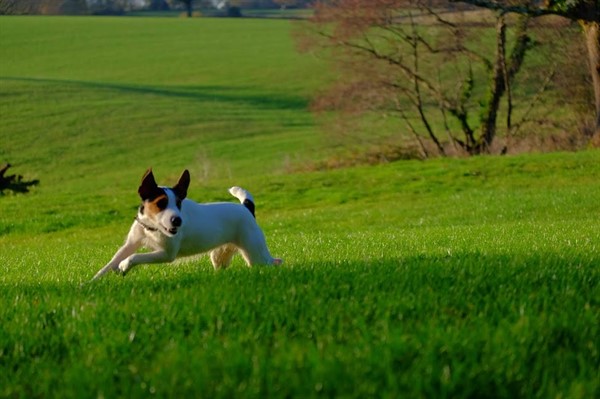 Two of our lodges and our campsite are dog friendly!